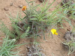 Argyrolobium pauciflorum