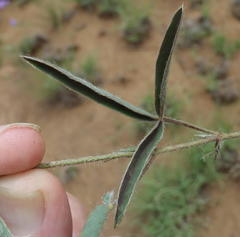 Argyrolobium pauciflorum