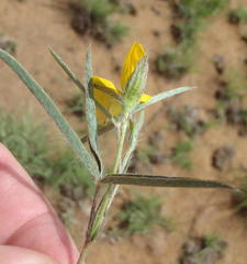 Argyrolobium pauciflorum