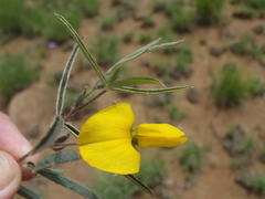 Argyrolobium pauciflorum