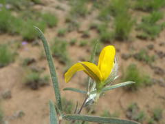 Argyrolobium pauciflorum