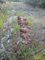 Salvia ringens