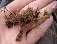 Oxalis imbricata violacea