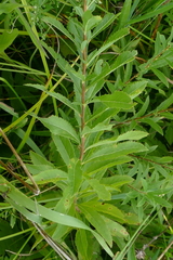 Spiraea alba alba