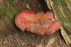 Fistulina hepatica
