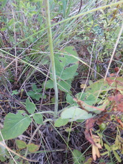 Salvia ringens
