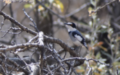 Lanioturdus torquatus