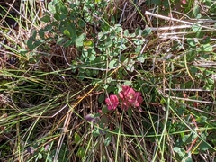 Exobasidium vaccinii-uliginosi