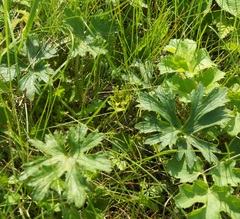 Ranunculus constantinopolitanus