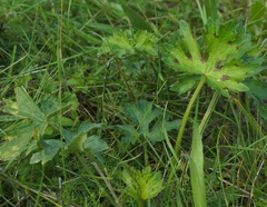 Ranunculus constantinopolitanus