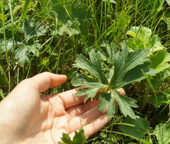 Ranunculus constantinopolitanus
