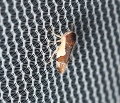 Norvellina pulchella
