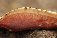 Fistulina hepatica