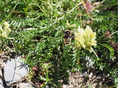 Bombus mucidus