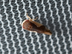 Norvellina pulchella