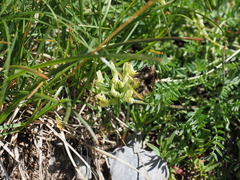 Bombus mucidus