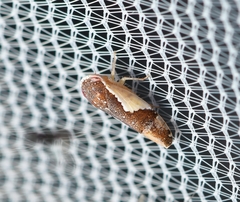 Norvellina pulchella