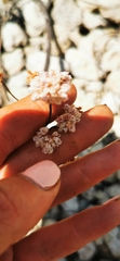 Eriogonum nudum nudum
