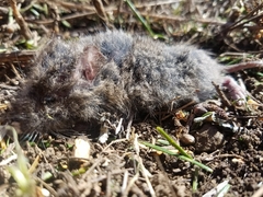 Microtus californicus