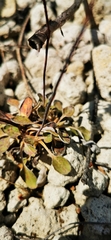 Eriogonum nudum nudum