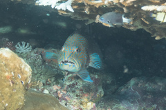 Plectropomus oligacanthus