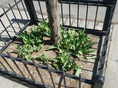 Tulipa
