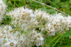 Spiraea alba alba