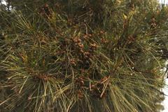 Casuarina cunninghamiana