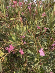 Nerium oleander