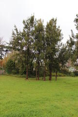 Casuarina cunninghamiana