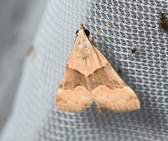 Hemeroplanis incusalis