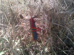 Phymateus morbillosus morbillosus