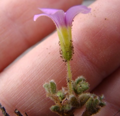 Oxalis imbricata violacea