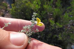 Aspalathus pedunculata