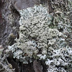 Hypogymnia farinacea