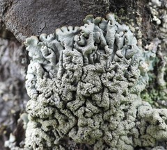 Hypogymnia farinacea