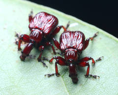 Heterapoderus sulcicollis