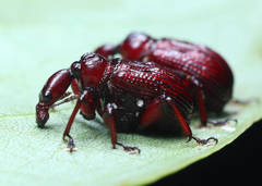 Heterapoderus sulcicollis