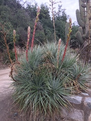Puya coerulea