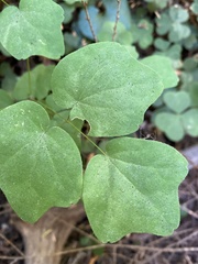 Vancouveria hexandra