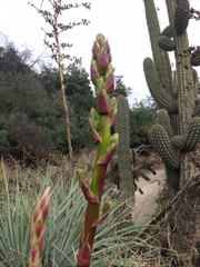 Puya coerulea