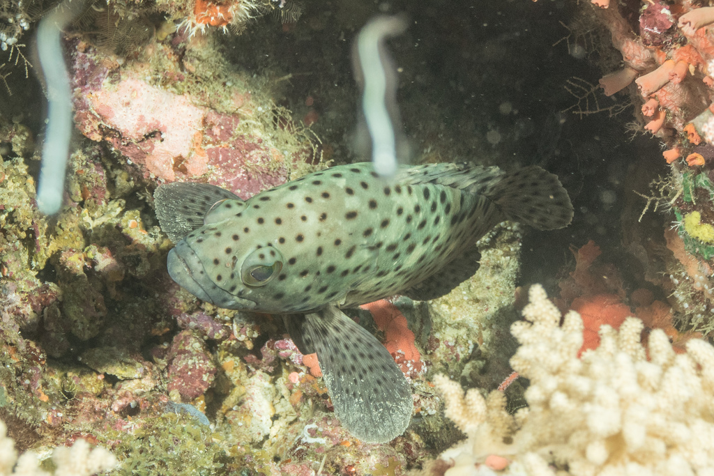 Black-dotted cod (Epinephelus corallicola) — Serranidae
