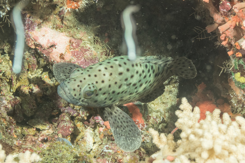 Koraal-tandbaars (Epinephelus corallicola) — Serranidae