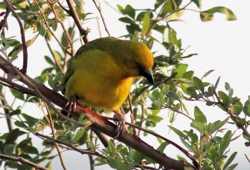 Holub's Golden Weaver (Ploceus xanthops), photo 4