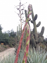 Puya coerulea