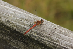 Sympetrum sanguineum