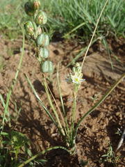 Albuca virens