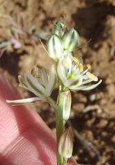 Albuca virens