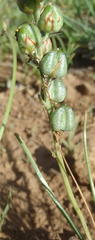 Albuca virens
