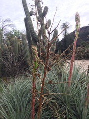 Puya coerulea